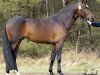 Deckhengst Masterpiece (Schwedisches Reitpony, 2004, von Vermont)