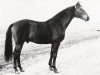 stallion Dawson (Swedish Warmblood, 1964, from Drabant)