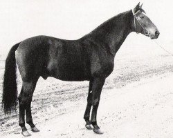 Deckhengst Dawson (Schwedisches Warmblut, 1964, von Drabant)