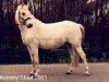 broodmare Ängvaktarns Opera (Welsh-Pony (Section B), 1985, from Coed Coch Targed)