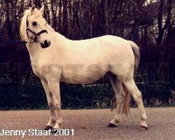 Zuchtstute Ängvaktarns Opera (Welsh Pony (Sek.B), 1985, von Coed Coch Targed)