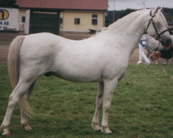 Deckhengst Wärnanäs Peng (Welsh Pony (Sek.B), 1978, von Coed Coch Barwn)