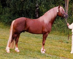 stallion Cippyn Red Crusader (Welsh-Cob (Sek. D), 1987, from Derwen Replica)