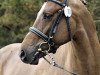 dressage horse B Capriole (Swedish Riding Pony, 2003, from Cippyn Red Crusader)