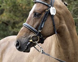 dressage horse B Capriole (Swedish Riding Pony, 2003, from Cippyn Red Crusader)