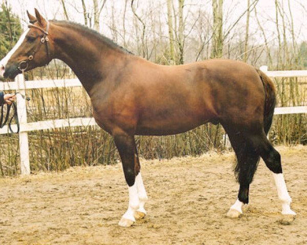 stallion Chamberlain (German Riding Pony, 1995, from Campari)