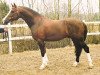 stallion Chamberlain (German Riding Pony, 1995, from Campari)