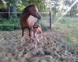 broodmare Joyce (German Riding Pony, 2006, from Courage)