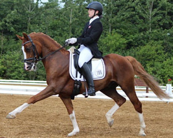 stallion Noerlunds Vincente (German Sport Horse, 2007, from Verdi 49)