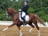 stallion Noerlunds Vincente (German Sport Horse, 2007, from Verdi 49)