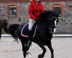 stallion Variete Ecetera (German Riding Pony, 1993, from Valido)