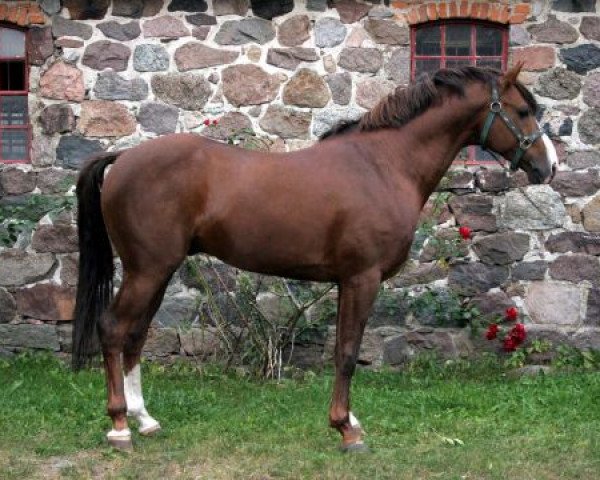 stallion Antario N (German Riding Pony, 1994, from Aron N)