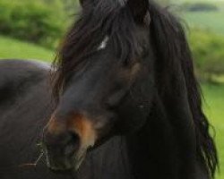 stallion Thiergartenhofs Indiana Jones (Connemara Pony, 2007, from Imperator Melody)