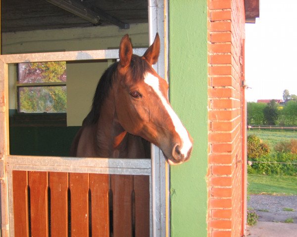 broodmare Alaska (Hanoverian, 1992, from Atatuerk)