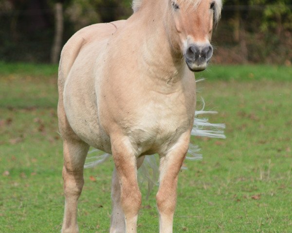 Pferd Ydo (Fjordpferd, 2002, von Bjørkman)