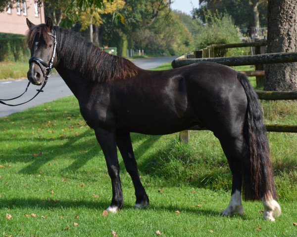 Pferd Haakon (Welsh-Cob (Sek. D), 2011, von H-S Hot Playboy)