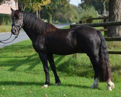 horse Haakon (Welsh-Cob (Sek. D), 2011, from H-S Hot Playboy)