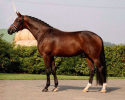 dressage horse Fräulein Pikolina (Hanoverian, 2011, from Fürstenball)