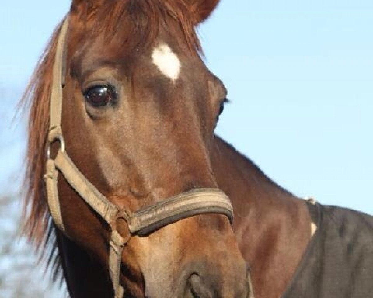horse Evita (Trakehner, 1996, from Benz)