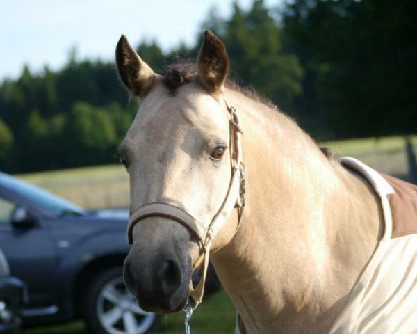 Zuchtstute Hohnhorst Melina (Connemara-Pony, 2003, von Patty's Benedict)