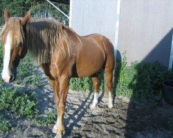 Deckhengst Amber Heir (American Saddlebred Horse, 1993, von Supreme Heir)