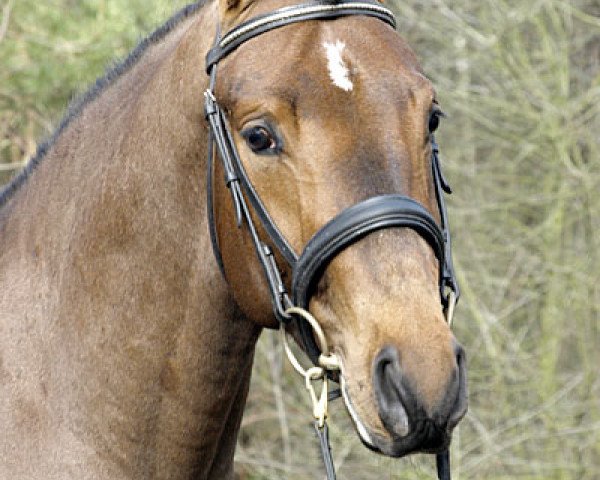 stallion Axxas Intermezzo (Swedish Riding Pony, 2005, from Minotaurus)