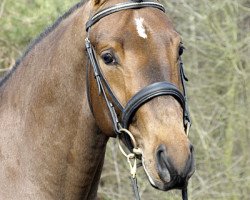 stallion Axxas Intermezzo (Swedish Riding Pony, 2005, from Minotaurus)