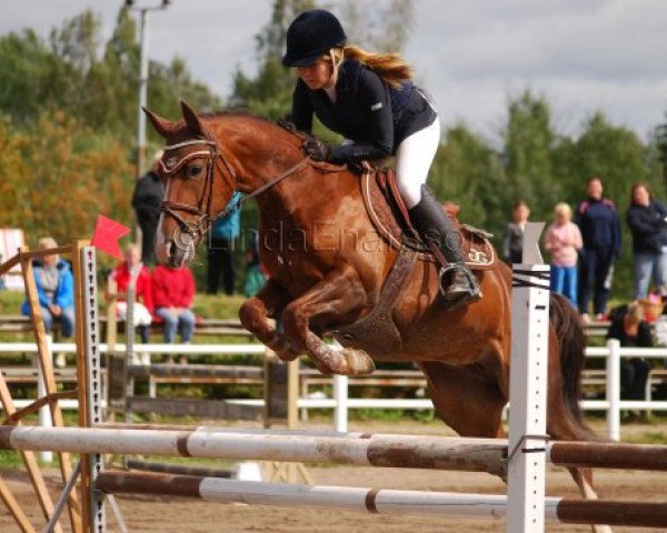 jumper Gyllinge Eos (Swedish Riding Pony, 2003, from Dirco)