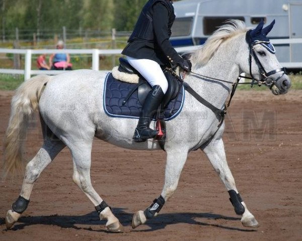 broodmare Gyllinge Elektra (Swedish Riding Pony, 1998, from Cortus)