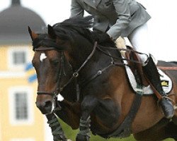 stallion Dirco (Swedish Warmblood, 1996, from Irco Mena)