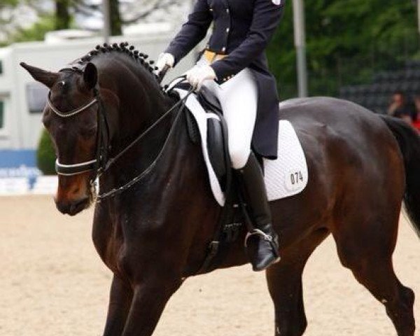 dressage horse Dushanbe (Holsteiner, 2001, from Dream of Glory)