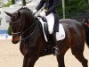 dressage horse Dushanbe (Holsteiner, 2001, from Dream of Glory)