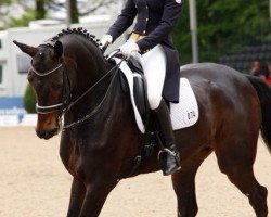 dressage horse Dushanbe (Holsteiner, 2001, from Dream of Glory)