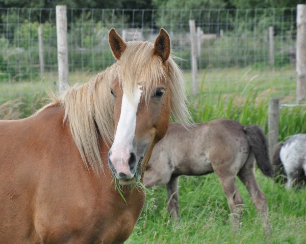 broodmare Luna 1724 (Haflinger Mix, 2010, from La Paz)