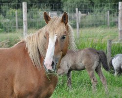 Pferd Luna 1724 (Haflinger-Mix, 2010, von La Paz)