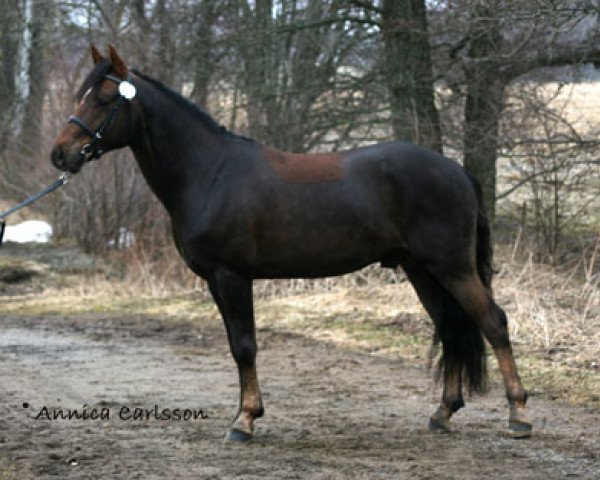 stallion Hoppenhof's Raphael (New Forest Pony, 2005, from Woodrow Carisbrooke)