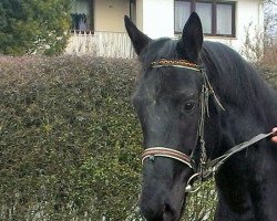 Pferd Rieke (Deutsches Reitpferd, 2010, von Fazzoletto)