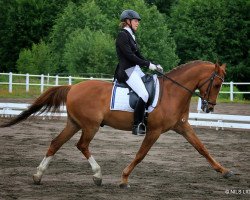 stallion Waco (German Riding Pony, 2000, from Kooihuster Wessel)