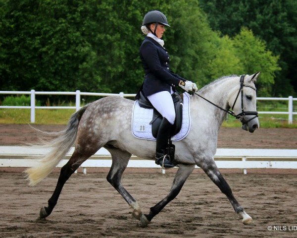 jumper Minarva Nantare (German Riding Pony, 2005, from Languard)