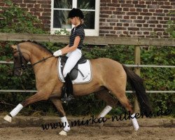 broodmare Donata B (German Riding Pony, 2000, from Dancing Fox 2)