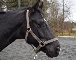 dressage horse Sam (Hanoverian, 2007, from San Remo)