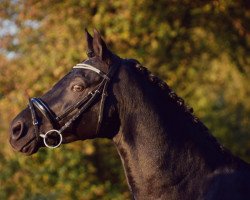 stallion Hurrikan Heros (German Riding Pony, 1998, from Hopkins)