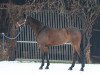 broodmare Chantal 276 (Hanoverian, 2004, from Cranach)