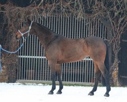 broodmare Chantal 276 (Hanoverian, 2004, from Cranach)