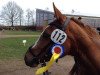 jumper PHW's Claire (German Riding Pony, 2008, from Dax)