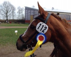 jumper PHW's Claire (German Riding Pony, 2008, from Dax)