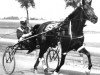 broodmare Scotch Love (US) (American Trotter, 1954, from Victory Song 76207 (US))