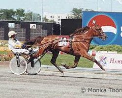 broodmare Moni Maker (US) (American Trotter, 1993, from Speedy Crown 9498H (US))