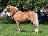 stallion Stolz (Haflinger, 1997, from Steinach)