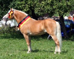 Deckhengst Stolz (Haflinger, 1997, von Steinach)